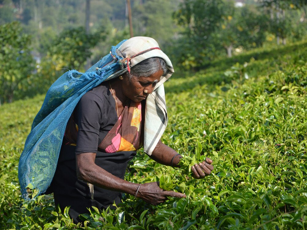 Tea plucker at work in the Sri Lanka hill country
