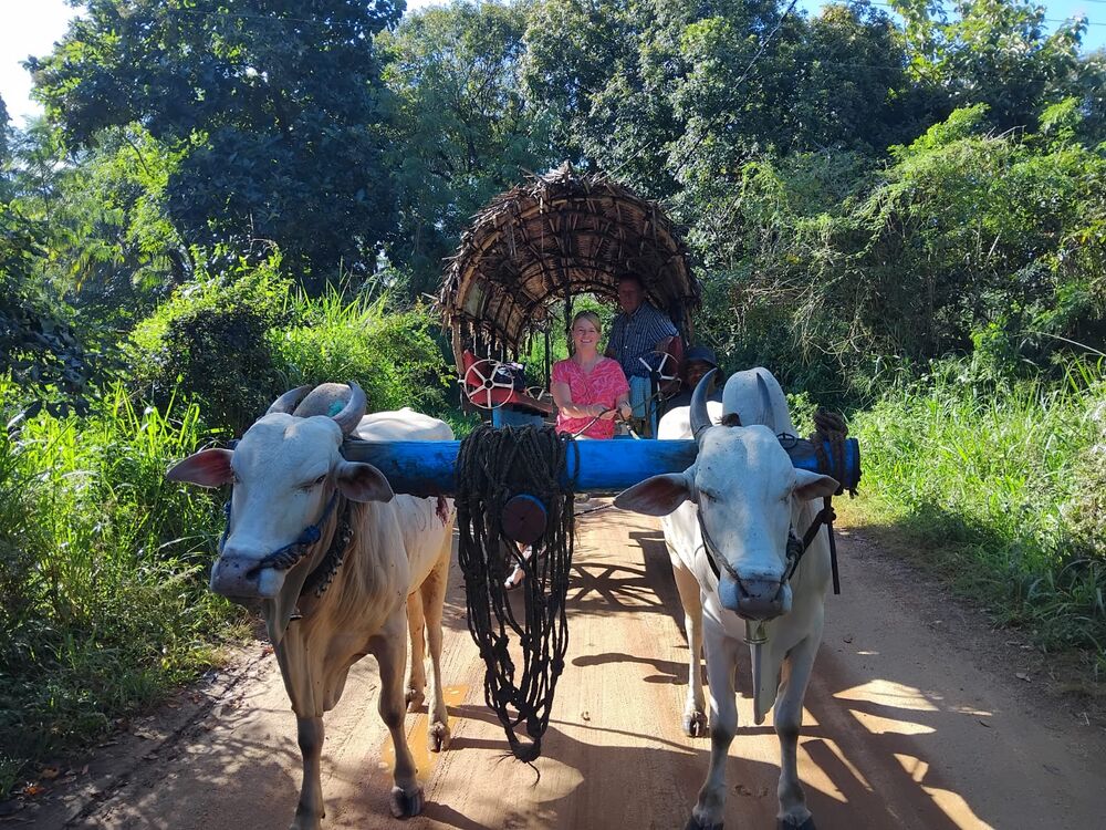 Bullock cart on a rural road in Sri Lanka