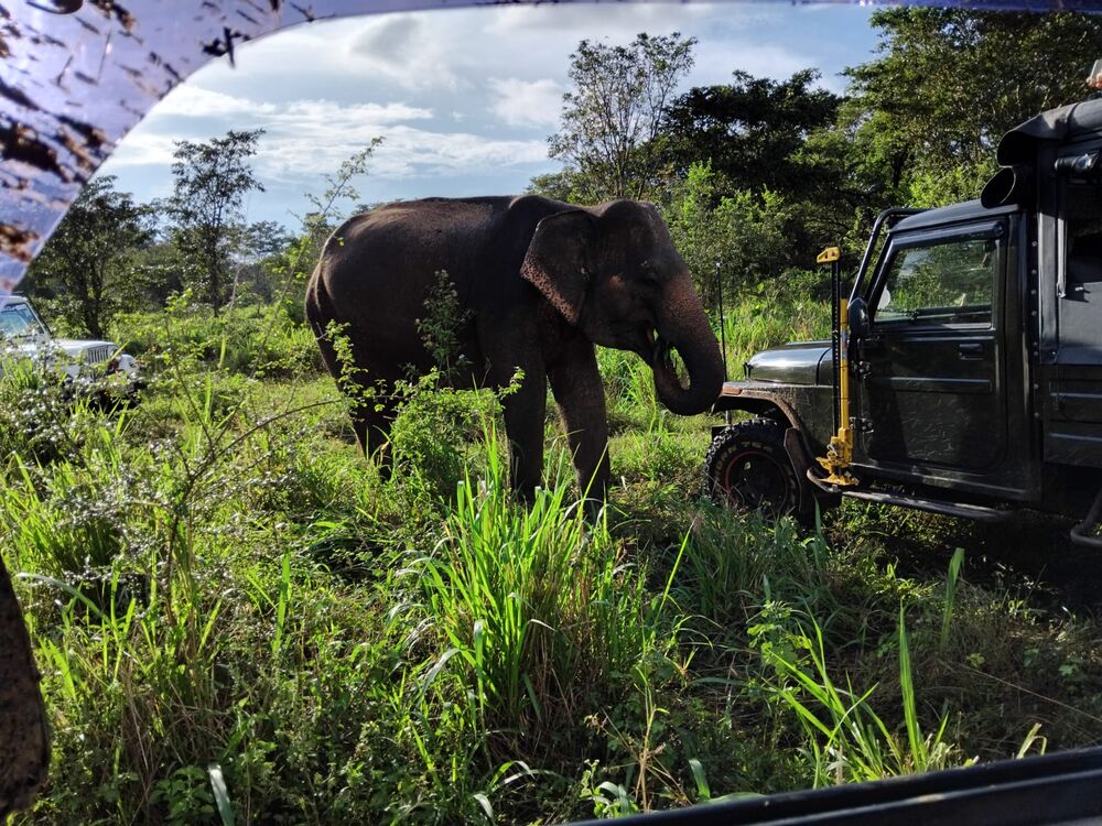 A wild elephant beside the safari jeep